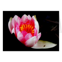 Pink Waterlily Greeting Card