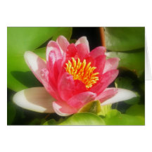 Pink Waterlily Greeting Cards