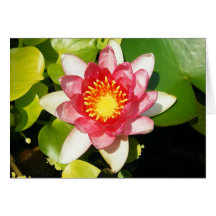 Pink Waterlily Greeting Cards