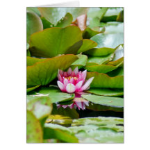 Pink Waterlily Greeting Cards