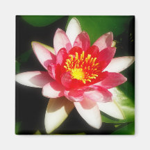 Pink Waterlily Magnet