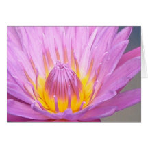 Pink Waterlily Notecard