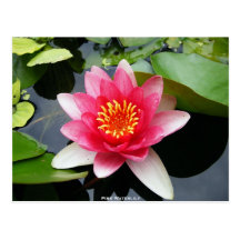 Pink Waterlily Post Card