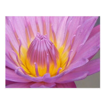 Pink Waterlily Postcard