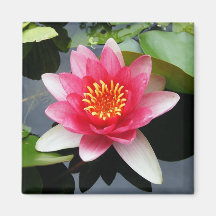 Pink Waterlily Refrigerator Magnets