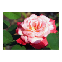 Pink White and Yellow Rose Too! Poster posters