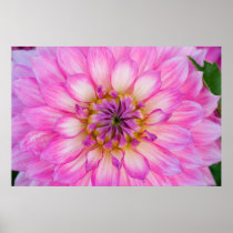 Pink & White Dahlia