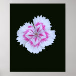 Pink & White Dianthus Poster