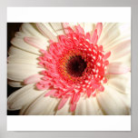 Pink & White Fleur Print