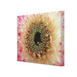 Pink & White Gerbera Daisy Close Up Canvas Canvas Prints