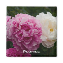 Pink & White Peonies | Rosa & Weiße Pfingstrosen Refrigerator Magnet