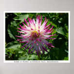Pink-White Spikey Flower on the Bridge of Flowers posters
