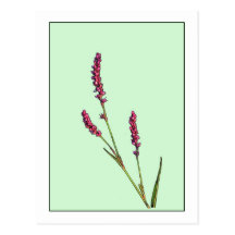 Pink Wildflower Botanical Photo-Sketch Postcard