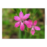 Pink Wildflower ~ card