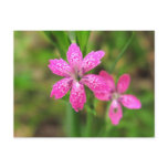 Pink Wildflower ~ postcard