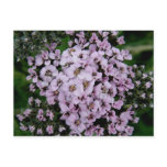 Pink Yarrow, Unalaska Island postcards