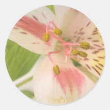 Pink yellow and white lily round stickers