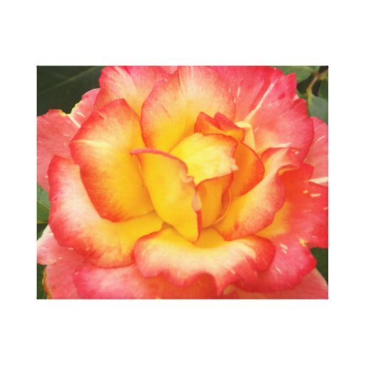 Pink, yellow and white Rose Canvas Print