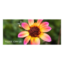 Pink & Yellow Dahlia DSC4617 Announcement