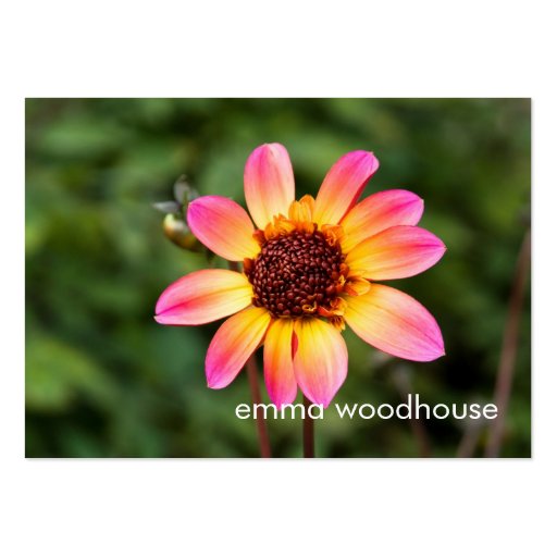 Pink & Yellow Dahlia DSC4617 Business Card