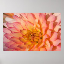 Pink & Yellow Dahlia