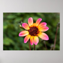 Pink & Yellow Dahlia