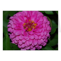 Pink Zinnia Bloom Card