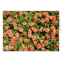 Pink Zinnia Card