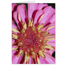 pink zinnia Card