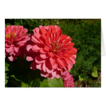 Pink Zinnia Card