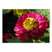 Pink Zinnia Cards