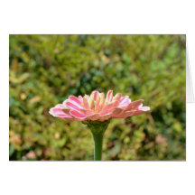 Pink Zinnia Dream Card