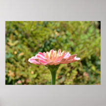 Pink Zinnia Dream Poster