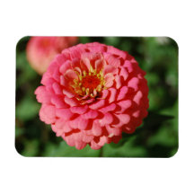 Pink Zinnia flex magnet
