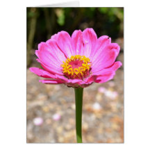 Pink Zinnia Floral Card