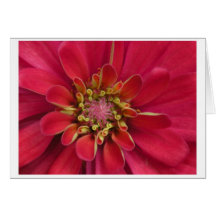 Pink Zinnia Floral Valentine Card