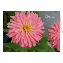 Pink Zinnia Flower Greetings Cards