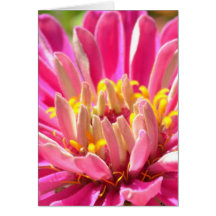Pink Zinnia Flower Macro Card
