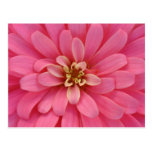 Pink Zinnia Flower Postcard