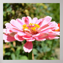 Pink Zinnia Flower Poster