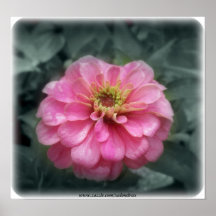 Pink Zinnia  flower, Print