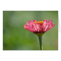 Pink Zinnia Greeting Card