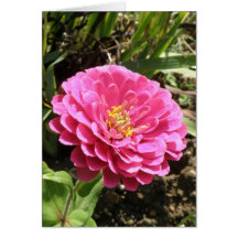 Pink Zinnia Greeting Card