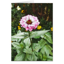 Pink Zinnia Greeting Cards