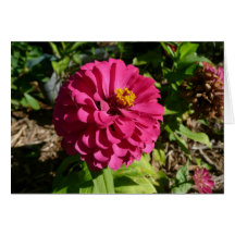 Pink Zinnia Greeting Cards