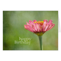 Pink Zinnia Greeting Cards