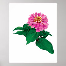 Pink Zinnia Looking Up Poster