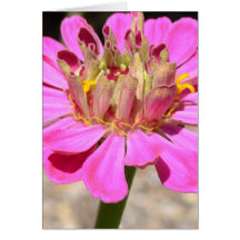 Pink Zinnia Macro Card