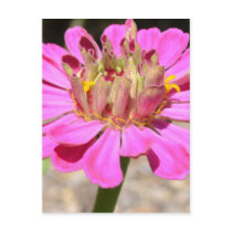 Pink Zinnia Macro Postcard