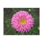 Pink Zinnia postcards